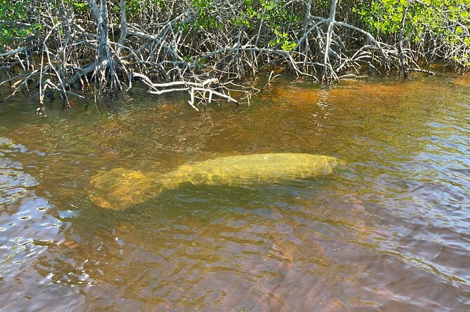 Manatee, Dolphin, and 10,000 Islands Eco Beach Tour by Boat - What the strongest outings have in common