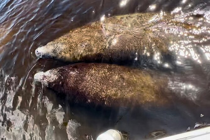 Manatee, Dolphin, and 10,000 Islands Eco Beach Tour by Boat - Planning tips for a smoother day