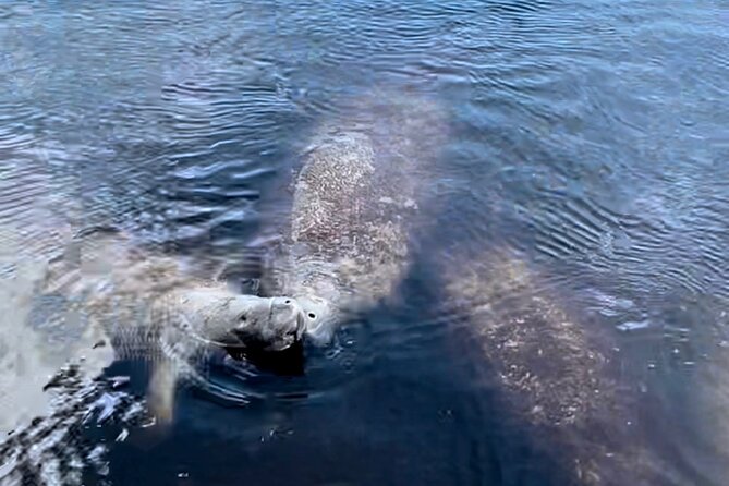 Manatee, Dolphin, and 10,000 Islands Eco Beach Tour by Boat - Who should book this Naples boat trip?