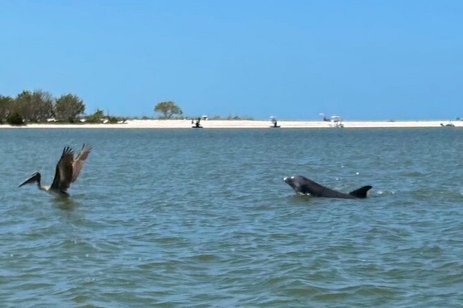 Manatee, Dolphin, and 10,000 Islands Eco Beach Tour by Boat - Beach time on an uninhabited island