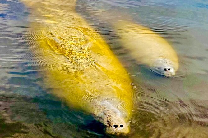 Manatee, Dolphin and 10,000 Islands Sunset Cruise! - Starting at Port of the Islands Marina
