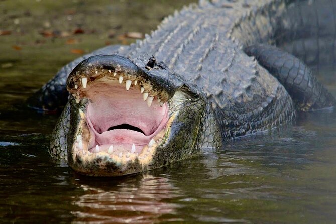 Manatee, Dolphin and 10,000 Islands Sunset Cruise! - What the guides add to the experience