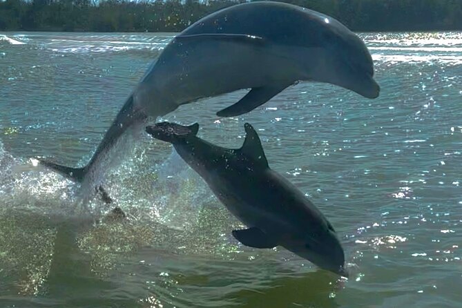 Manatee, Dolphin and 10,000 Islands Sunset Cruise! - A 45-minute ride through Everglades National Park