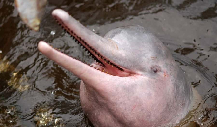 Manaus: Meeting of the Waters & Pink Dolphin Tour with Lunch - Why this six-hour Manaus tour works