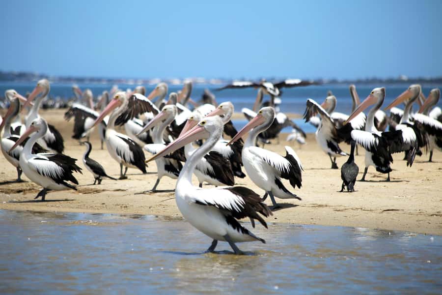 Mandurah: Dolphin and Views Cruise - Practical tips for a better outing