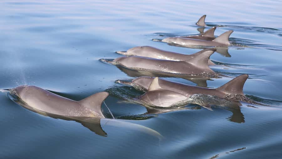Mandurah: Dolphin and Views Cruise - Commentary, local stories, and the Aboriginal connection