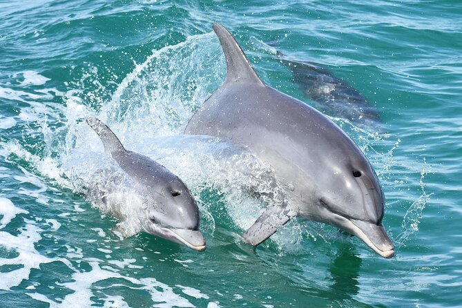 Mandurah Dolphin Cruise and Views - Key things to know before booking