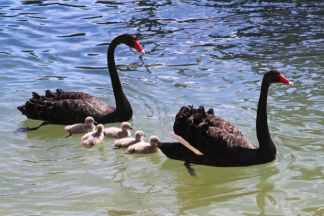 Mandurah Dolphin Cruise and Views - Creery Wetlands and the birdlife between dolphin sightings
