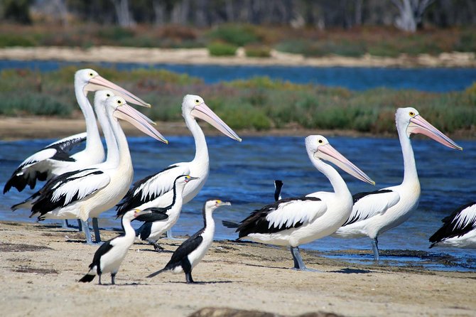 Mandurah Dolphin Cruise and Views - Boat comfort, timing, and family appeal