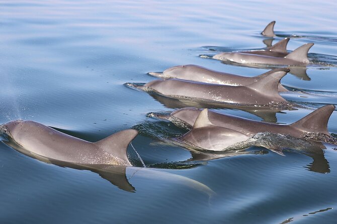 Mandurah Dolphin Cruise and Views - Is $31.56 good value?