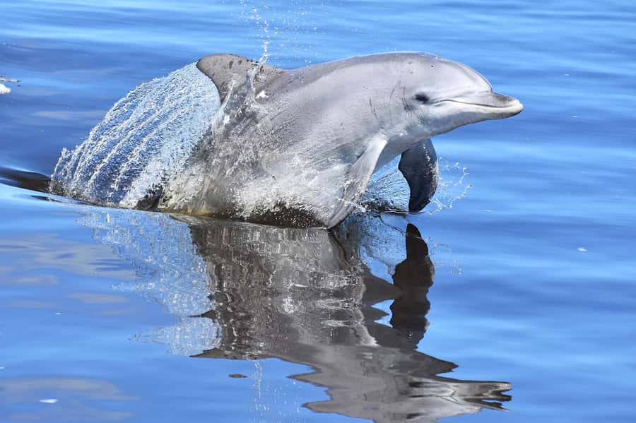 Mandurah: Dolphin & Giant Sightseeing Cruise - Seeing Seba’s Song from the water