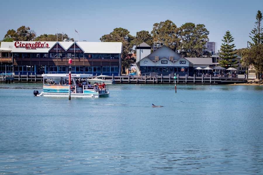 Mandurah: Sightseeing Dolphin Cruise with Tour Guide - What This Mandurah Cruise Is Really Like