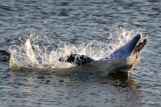 Mangrove Tunnels, Dolphins, Manatee Tour #1 Rated in Cocoa Beach - Quick Takeaways