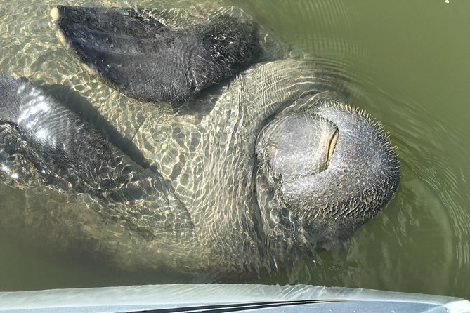 Mangrove Tunnels, Dolphins, Manatee Tour #1 Rated in Cocoa Beach - What the Two Hours Feel Like