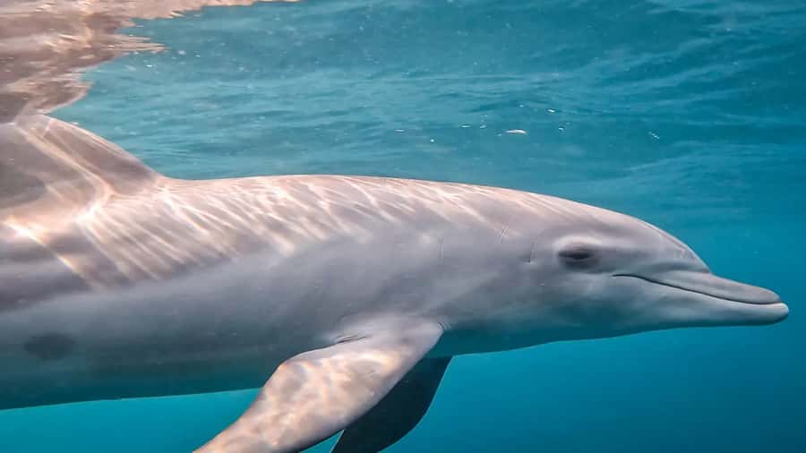 Maputo: Dolphin Swim Tour in Ponta do Ouro - Key points to know before you go