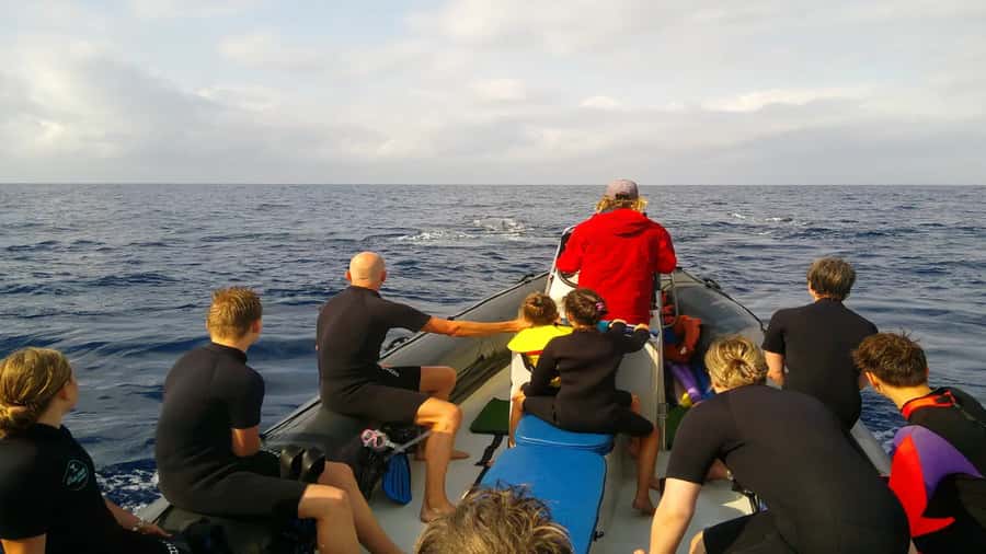 Maputo: Dolphin Swim Tour in Ponta do Ouro - How the dolphin encounter works