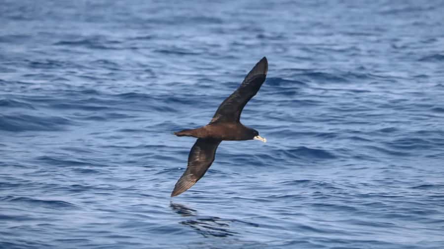 Maputo: Dolphin Swim Tour in Ponta do Ouro - Snorkeling gives the trip a second purpose