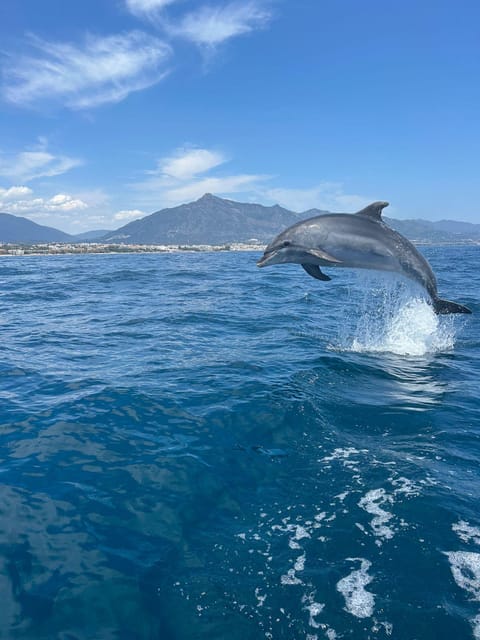 Marbella: Sailing & Dolphin Watching with Snacks and Drinks - Key points to know before you book