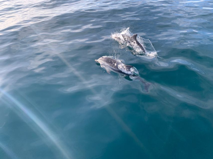 Marbella: Sailing & Dolphin Watching with Snacks and Drinks - Meeting point and practical planning