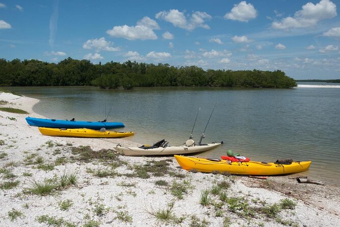 Marco Island 2 hour Dolphin, Birding and Shelling tour - Four things to know before you book