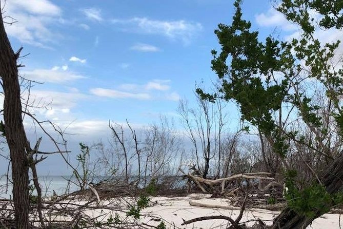 Marco Island 2 hour Dolphin, Birding and Shelling tour - How much wildlife should you expect?