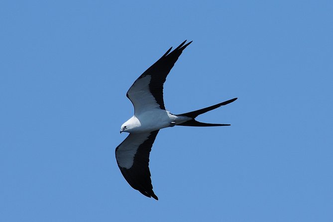 Marco Island 2 hour Dolphin, Birding and Shelling tour - Who will enjoy this tour most?