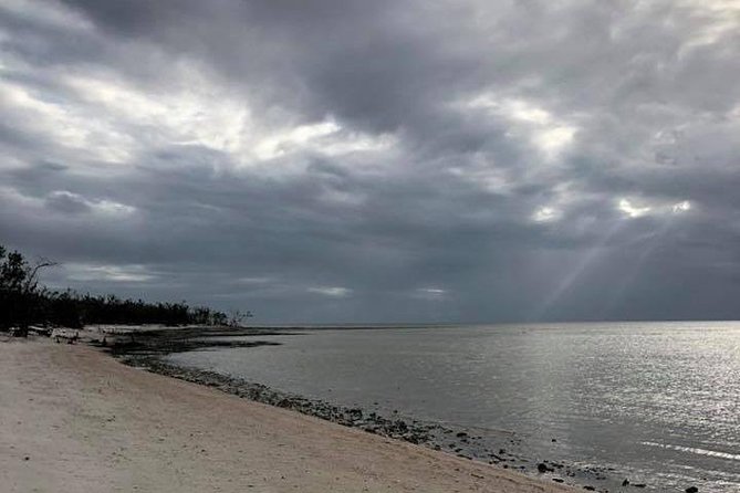 Marco Island 2 hour Dolphin, Birding and Shelling tour - What to bring and how to prepare
