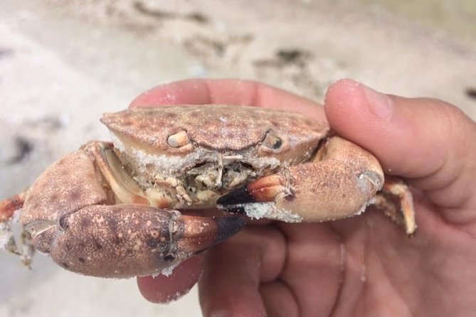 Marco Island: 2-Hour Dolphin, Birding, and Shelling Tour - A guide-led look at Florida’s coastal ecology