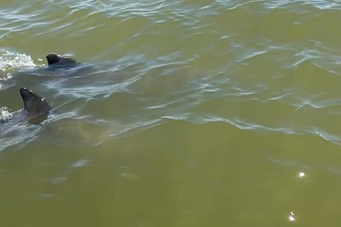 Marco Island Dolphin & Eco Tour – Private 2 Hour Wildlife Cruise - Should you book the Marco Island eco cruise?