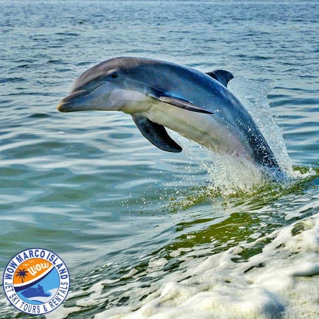 Marco Island: Dolphin Jet Ski Tour - Two hours among dolphins and coastal views