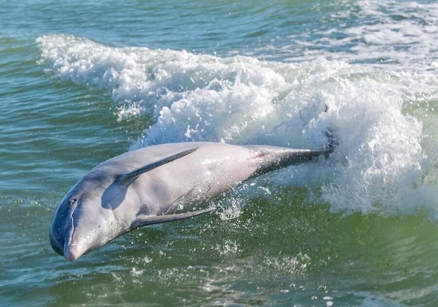 Marco Island: Dolphin, Shelling, Beach & Ten Thousand Island - Leaving Walker’s Coon Key Marina