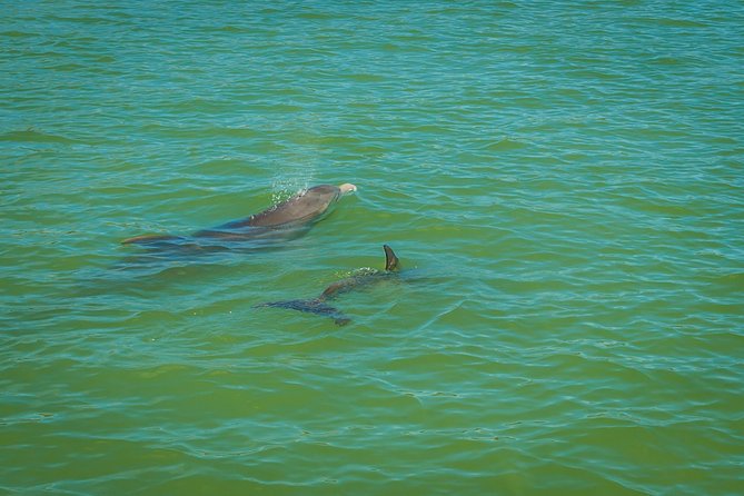 Marco Island Dolphin Sightseeing Tour - Why dolphins are only half the attraction