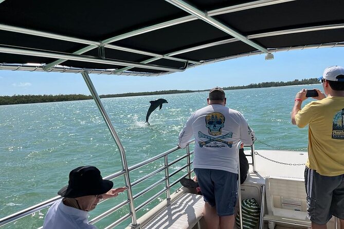 Marco Island Dolphin Sightseeing Tour - What the wildlife viewing may look like