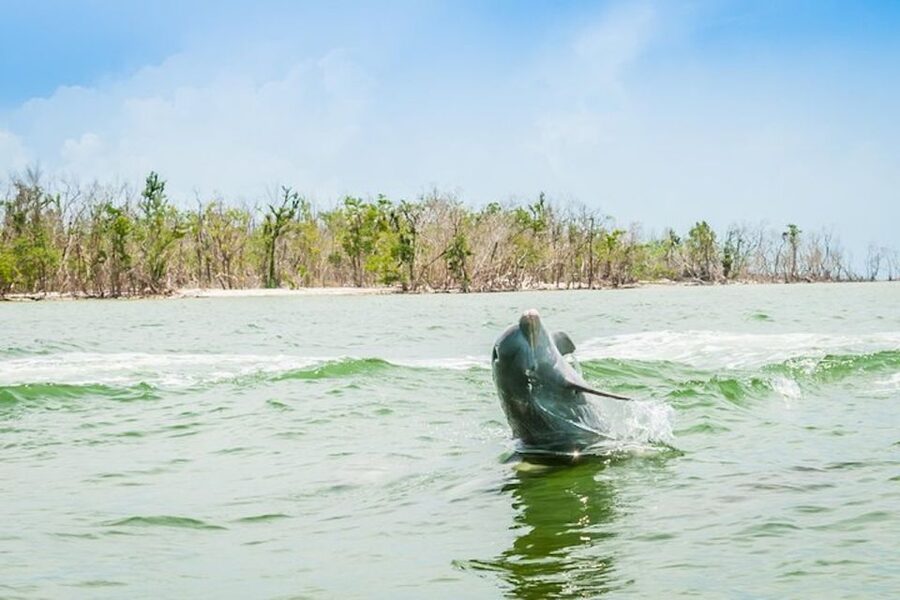 Marco Island: Dolphin-Watching Boat Tour - Goodland is the right starting point for the islands