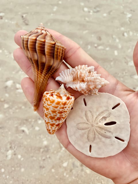 Marco Island: Private Shelling & Dolphin Excursion - Who should book this Marco Island excursion?