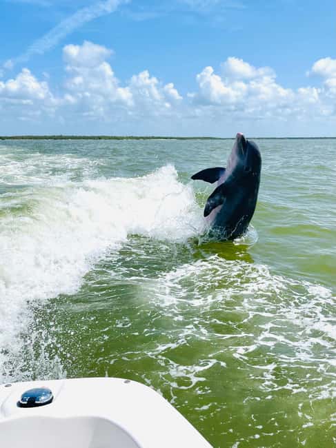 Marco Island: Private Shelling & Dolphin Excursion - A strong choice for families with children