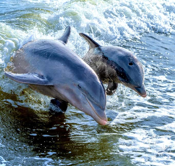 Marco Island: Private Shelling & Dolphin Excursion - Timing, weather, and what to bring