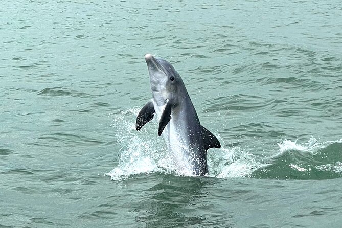 Marco Island Private Tubing, Dolphin Watching and Shelling Tour - Mangroves, wildlife, and the quiet side of Florida