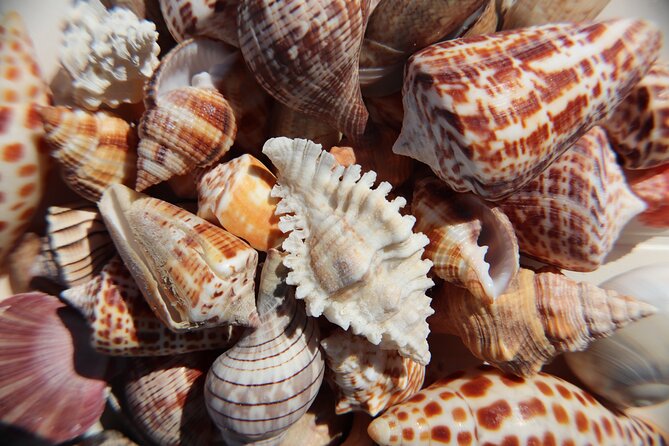 Marco Island Private Tubing, Dolphin Watching and Shelling Tour - The best match for families and active groups