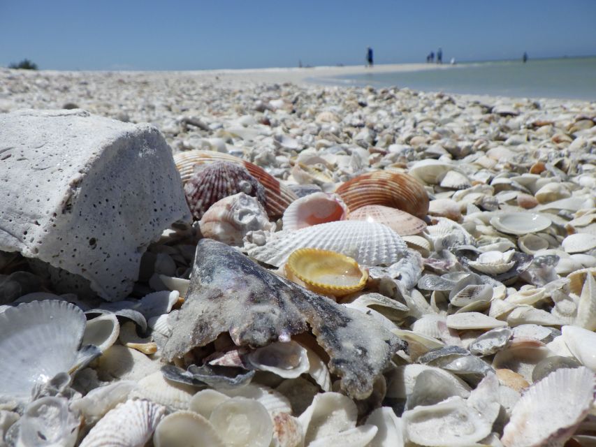 Marco Island: Ten Thousand Islands Shelling & Dolphin Tour - Searching an uninhabited barrier island beach