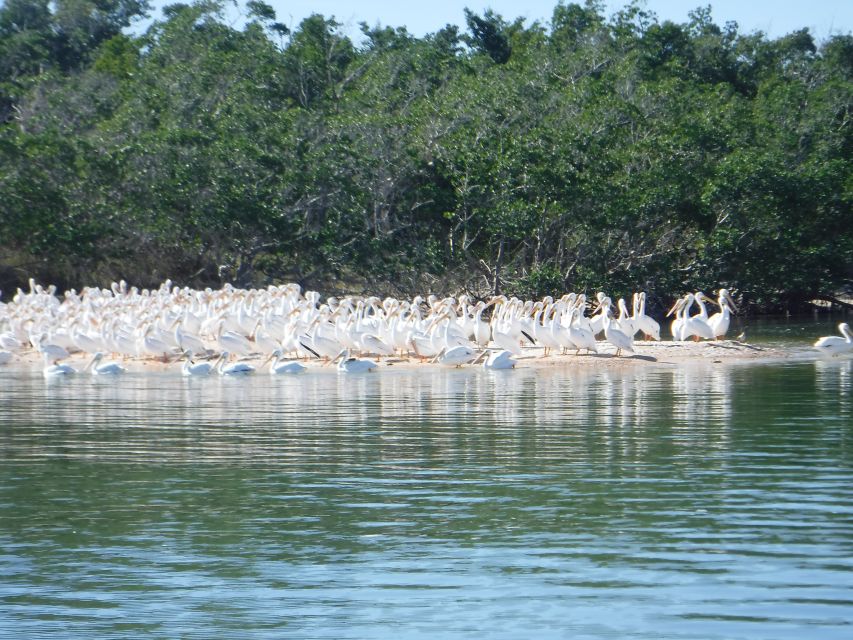 Marco Island: Ten Thousand Islands Shelling & Dolphin Tour - Cape Romano and the dome homes
