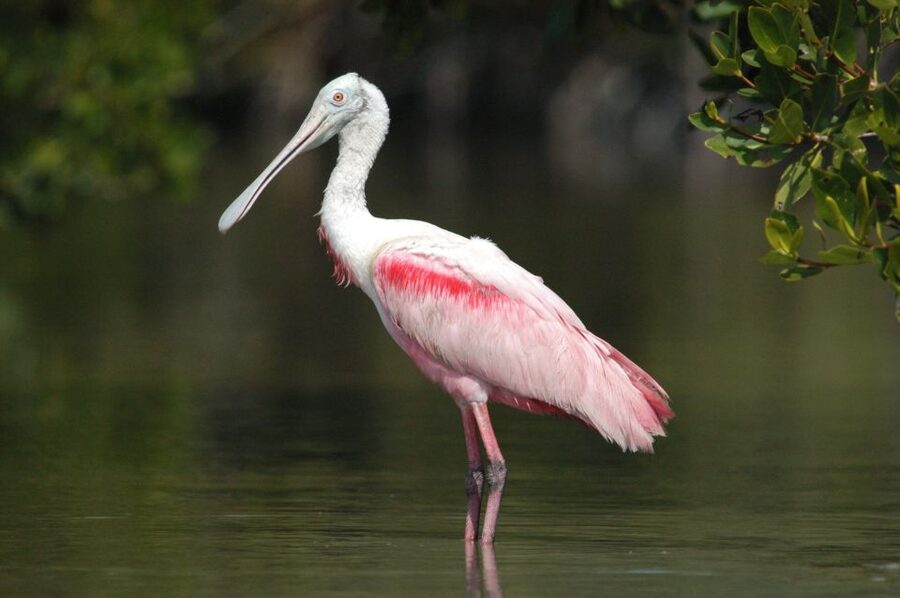 Marco Island: Ten Thousand Islands Shelling & Dolphin Tour - Weather, comfort, and the best time to go