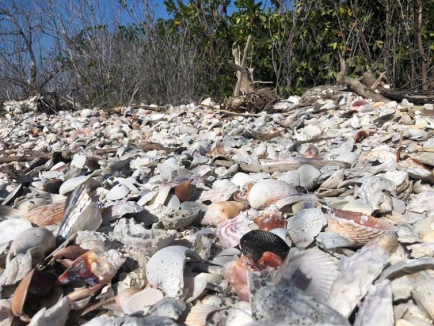 Marco Island: Ten Thousand Islands Shelling & Dolphin Tour - Who will enjoy this tour most