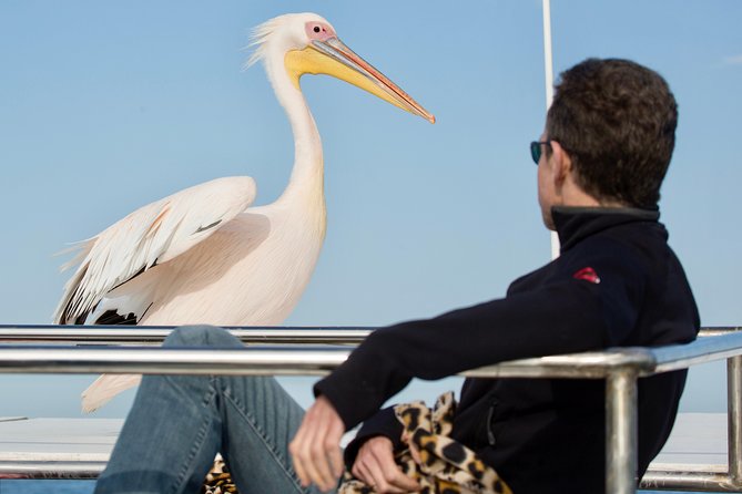 Marine Dolphin Seal Cruise - Key things to know before you book