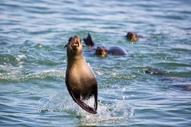 Marine Dolphin Seal Cruise - What the $74.99 price includes