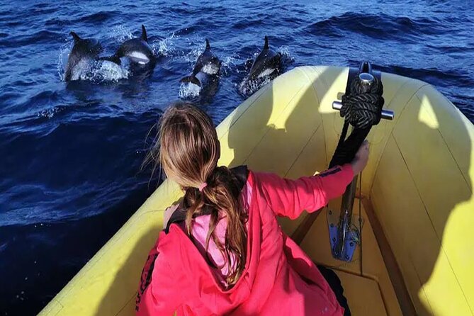 Marine Safari Dolphins in their natural habitat - Key points at a glance