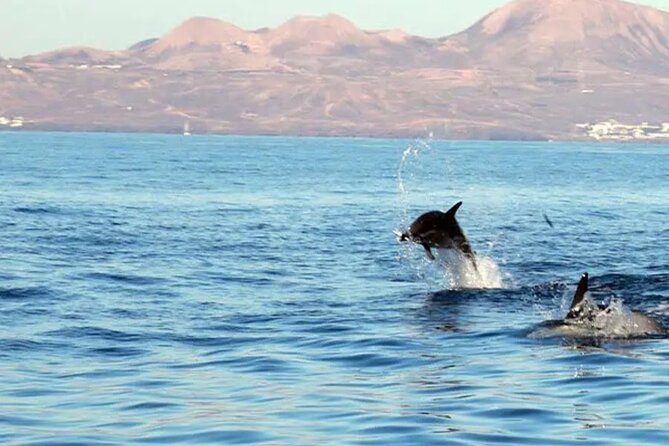Marine Safari Dolphins in their natural habitat - What this Puerto del Carmen boat trip is really like