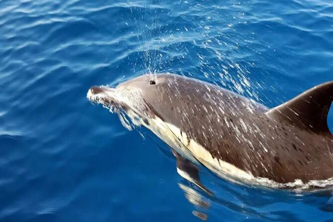 Marine Safari Dolphins in their natural habitat - The Papagayo Beach swim