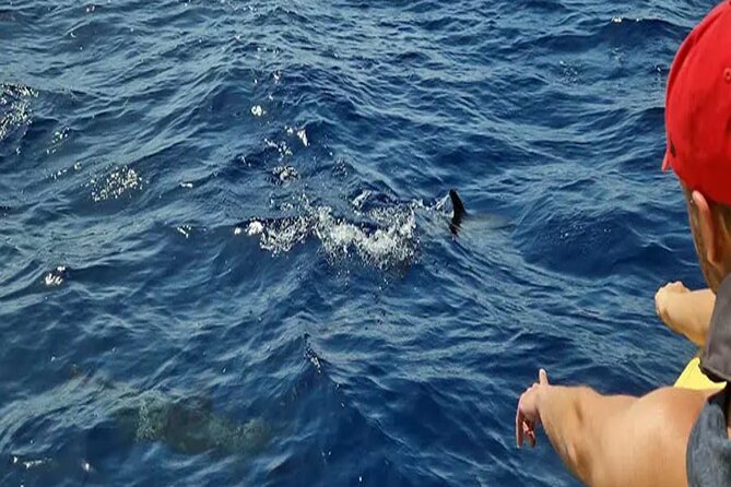 Marine Safari Dolphins in their natural habitat - How the small group changes the experience
