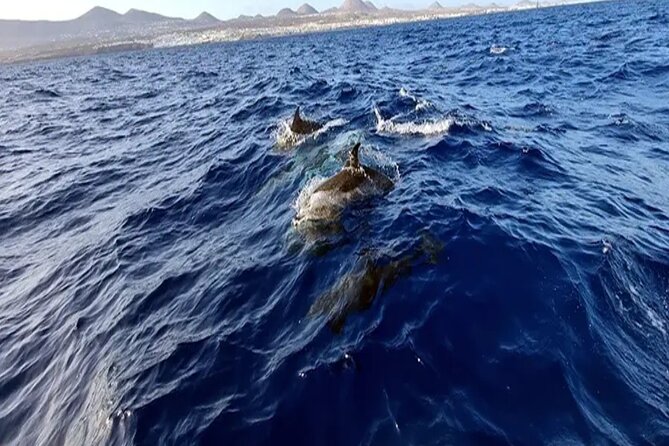 Marine Safari Dolphins in their natural habitat - What to bring and what is supplied